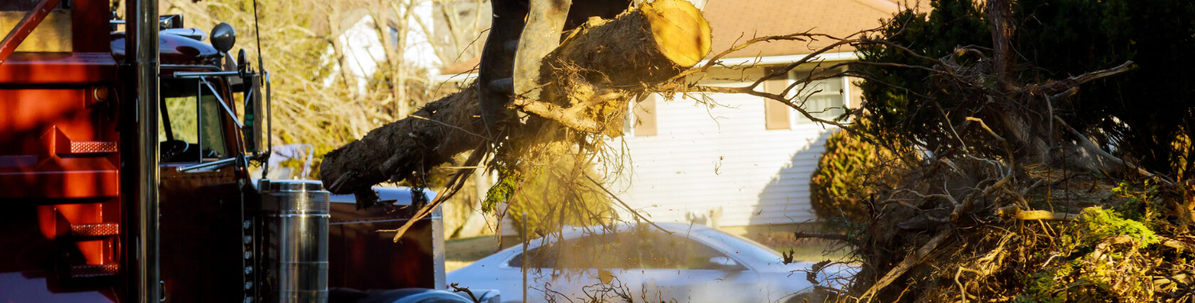 Emergency Tree Removal Clay NY