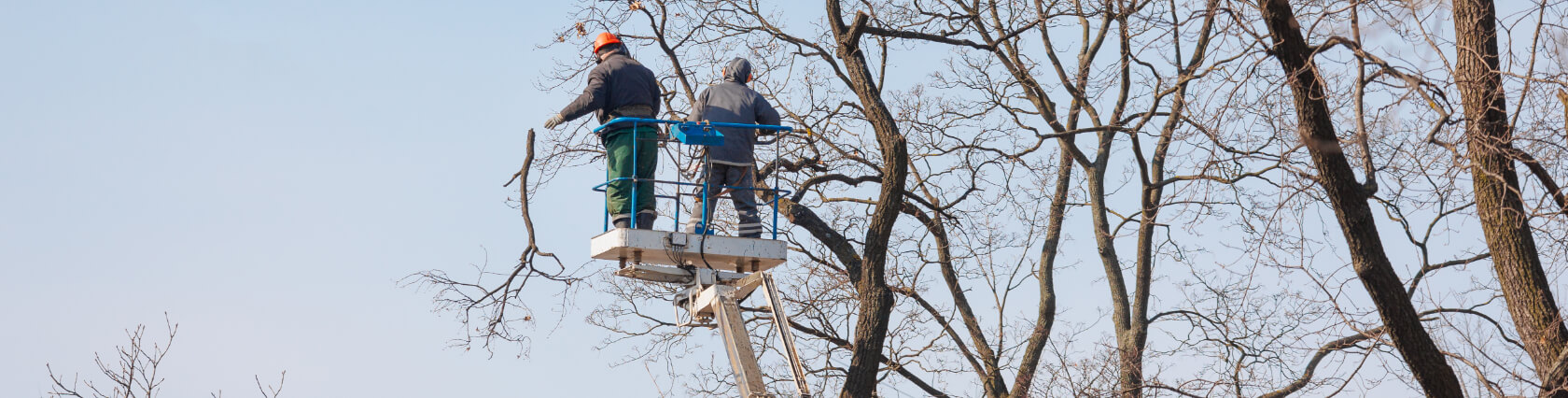 Tree Pruning North Syracuse NY