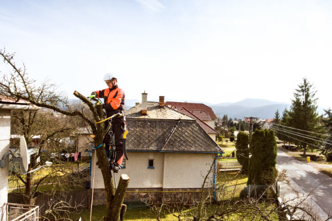 Branch Removal Clay NY