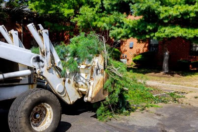 Emergency Tree Service Clay NY
