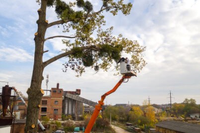 Tree Removal Fulton NY