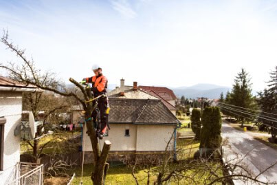 Tree Trimming Clay NY