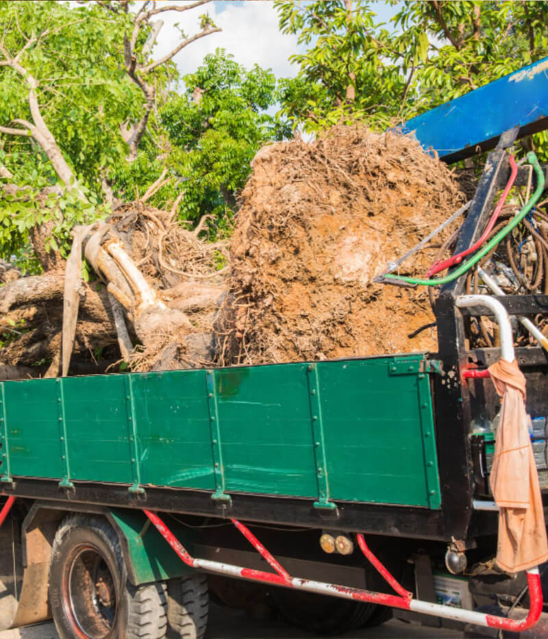 Tree Removal Service North Syracuse NY