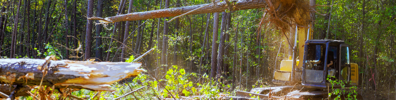 Hazardous Tree Removal Clay NY