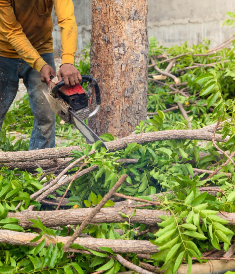 Tree Trimming Services Clay NY